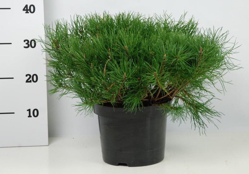 Сосна горная Пумилио